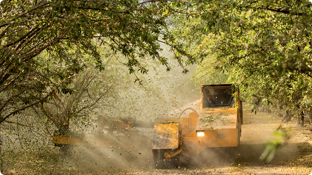 Agriculture machine cutting orchard trees