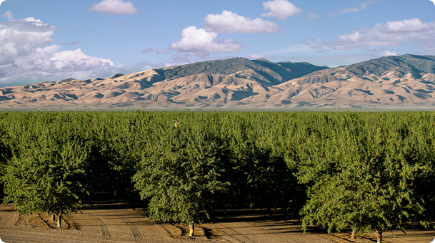 An Orchard in California, there are big, grown trees as far as the eye can see, with a view of mountains in the background.