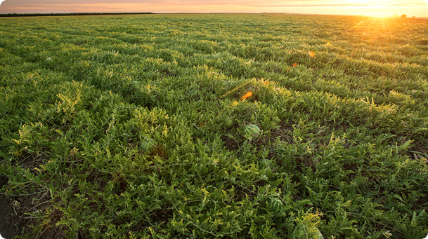 Green Fields at Sunset