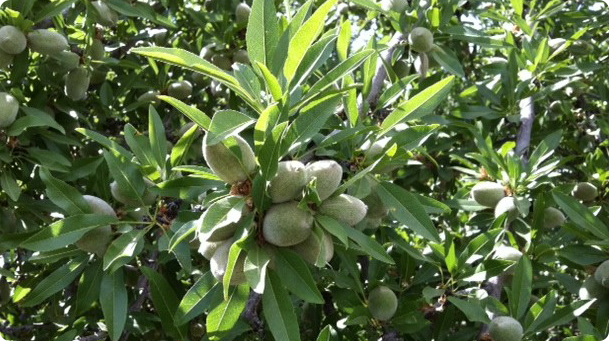 Russian Olive Plant