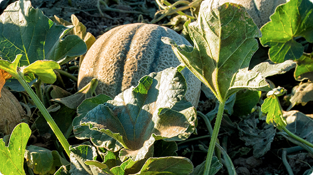 California Cantaloupe