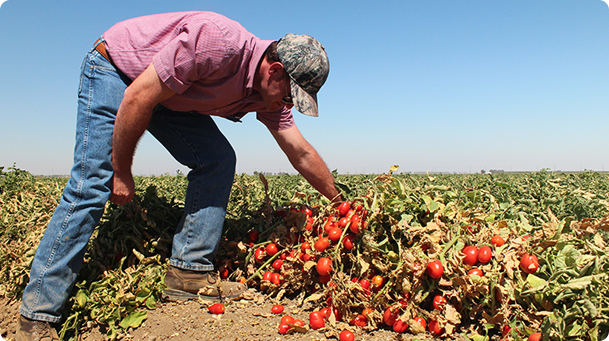 California farmer inspecting crops