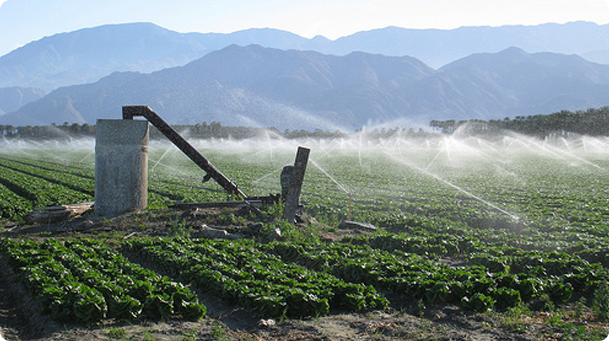 Plants in field getting watered