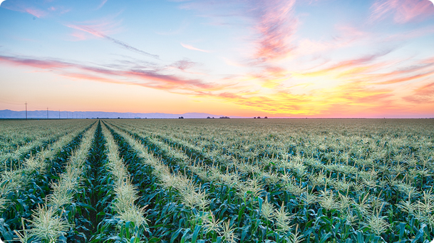Corn Field During Purple Sunset