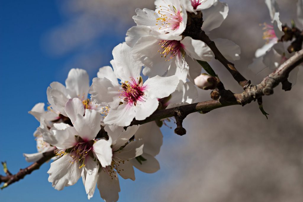 picture of blossom flowers